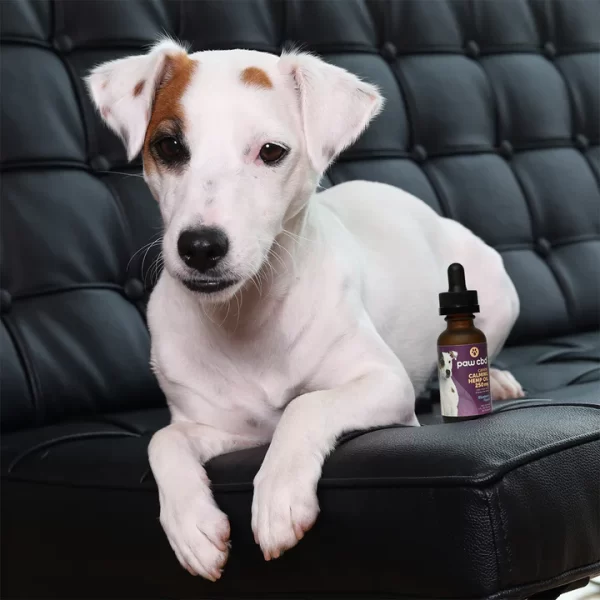 Broad Spectrum CBD Dog Calming Oil Tincture - Image 6